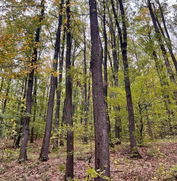 Un bărbat din Paltin, victima accidentului mortal de muncă de ieri, din pădure