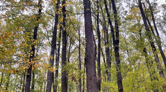 Un bărbat din Paltin, victima accidentului mortal de muncă de ieri, din pădure