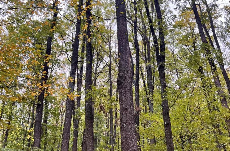 Un bărbat din Paltin, victima accidentului mortal de muncă de ieri, din pădure