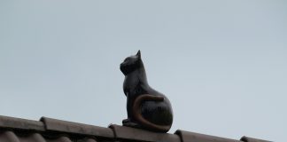Pompierii intervin să salveze o pisică rămasă pe acoperiș