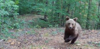 Urșii au dat iama într-o gospodărie din comuna Gura Caliței