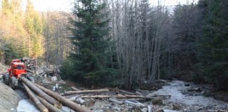 Bărbat decedat în pădure, după ce un copac a căzut peste el