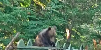 Se schimbă reglementările privind gestionarea urșilor: ”Avem nevoie de echilibru, nu de poziții la extreme”