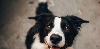Campanie de sterilizare gratuită a câinilor din municipiul Focșani