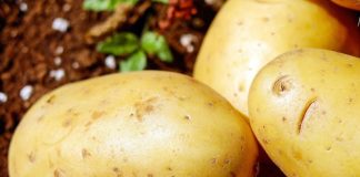 A fost majorată suma alocată producătorilor de cartofi de consum