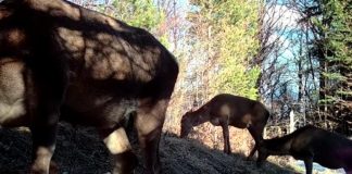 VIDEO Cârd de ciute, la păscut prin Munții Vrancei