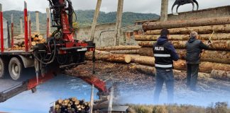 IPJ Vrancea: controale în sectorul silvic, urmate de amenzi și confiscări de lemne