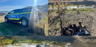Polițiștii vrânceni au salvat mai mulți câini abandonați în localități de munte