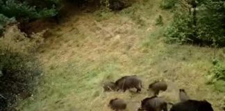 VIDEO Mistrețul, un animal răspândit în Vrancea / Ce trebuie să știm despre acest animal sălbatic