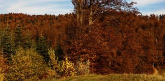 Meteo: vremea în prima parte a lunii decembrie