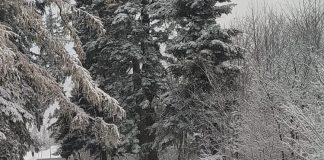 Recomandări ANSVSA pentru protejarea animalelor în perioadele cu temperaturi foarte scăzute, vânt puternic şi căderi masive de zăpadă