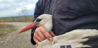FOTO O barză din Polonia, cazată la Centrul pentru Reabilitarea Faunei Sălbatice de la Petrești