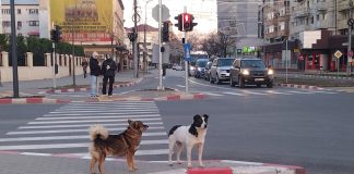 Vin sărbătorile și efectele materialelor pirotehnice asupra câinilor pot avea consecințe grave