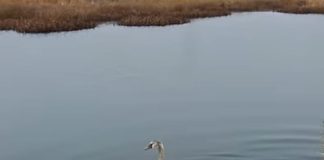 VIDEO O lebădă de pe balta Mândrești și-a schimbat ”domiciliul”