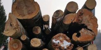 Dosare penale și amenzi în urma controalelor Gărzii Forestiere și Poliției la transportatorii de lemne