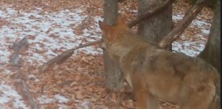 VIDEO Un lup în ”inspecție”, în Munții Vrancei