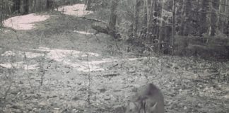 VIDEO Imagini rare cu o pisică sălbatică ”defilând” prin Munții Vrancei