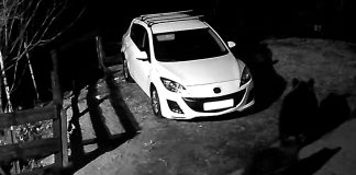 VIDEO Urșii nu mai hibernează, merg la colindat