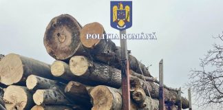 Garda Forestieră Focșani, controale în sectorul silvic din Buzău