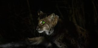 FOTO Baron, un exemplar de râs monitorizat în Carpații Orientali