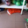 anpc adjud (5)