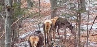 VIDEO Iarnă autentică și frumoasă în Munții Vrancei