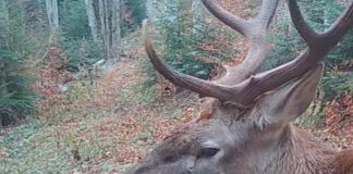 VIDEO Un cerb de ”colecție”, filmat în Parcul Natural Putna Vrancea