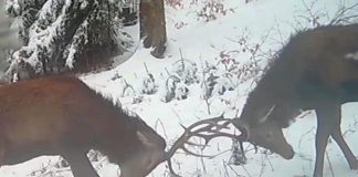 VIDEO Doi cerbi ”vânjoși” își măsoară forțele, în Munții Vrancei