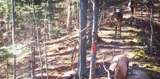 VIDEO Exemplare superbe de cervide, la plimbare prin Munții Vrancei