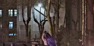 FOTO Huhurez mare, găsit într-un parc din Bacău, salvat la Centrul pentru Reabilitarea Faunei Sălbatice de la Petrești