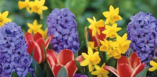 Dragoș Ciobotaru, deputat: Vă doresc o primăvară frumoasă!