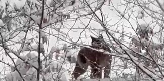 VIDEO Imagini rare cu un râs, la Soveja