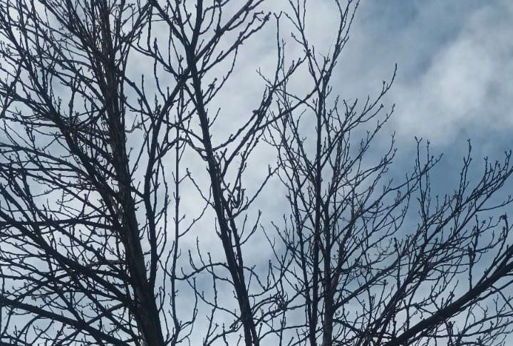 Meteo: vânt, ploi, lapoviță și ninsoare până mâine