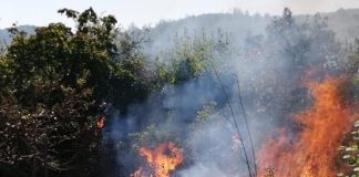 Pompierii se luptă de aseară cu un incendiu de pădure din Nereju