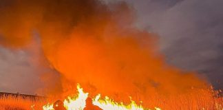 Incendiu de vegetație într-o zonă mlăștinoasă din Pufești