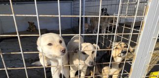 Vrancea: Cel mai mare abator de câini din România: mașina care colectează 3 milioane de euro/an și cozi de maidanezi din 10 județe