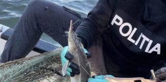 FOTO Polițiștii, la ”pescuit”: au dat amenzi și au confiscat pește și unelte de pescuit