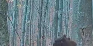 VIDEO O mică demonstrație de sumo cu doi urși jucăuși, în pădurile vrâncene