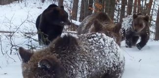 VIDEO O ursoaică și trei pui, la plimbare prin zăpadă