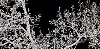 Mobilizare la Vidra, azi noapte, pentru alungarea unui urs aflat în apropierea unei gospodării urs copac