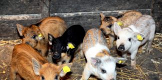 Sprijin financiar pentru crescătorii de porci din rasele Bazna și Mangalița