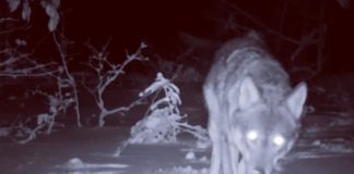 VIDEO Un lup ”vrâncean” în acțiune, pe zăpadă
