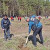 plantare 1