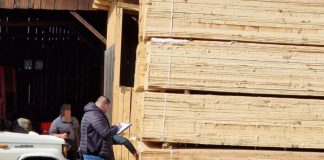 Controale în sectorul silvic: amenzi și confiscări de lemne în ultimele 3 zile