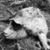 porc mort urs