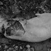 porc mort urs 2