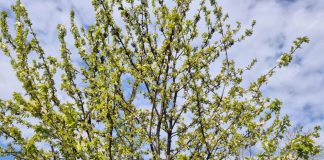 Meteo: vremea la mijlocul lunii iunie