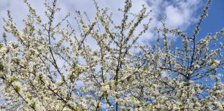 Meteo: vreme caldă, în general, până la sfârșitul lunii mai / Sunt posibile averse în mai multe zile