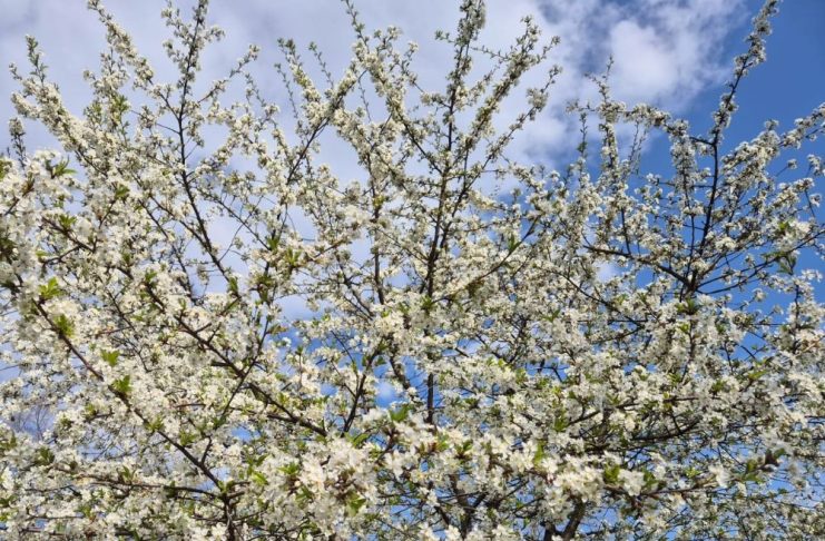 Meteo: vreme caldă, în general, până la sfârșitul lunii mai / Sunt posibile averse în mai multe zile
