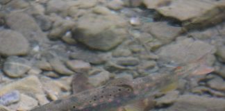 VIDEO-FOTO O nouă populare cu puiet de păstrăv în râurile din Munții Vrancei